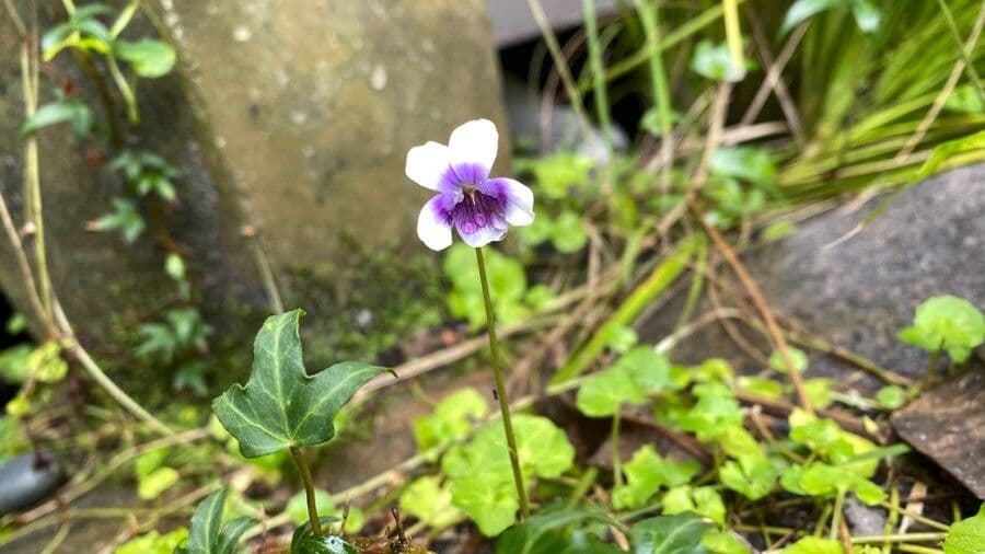 Viola ederacea 5