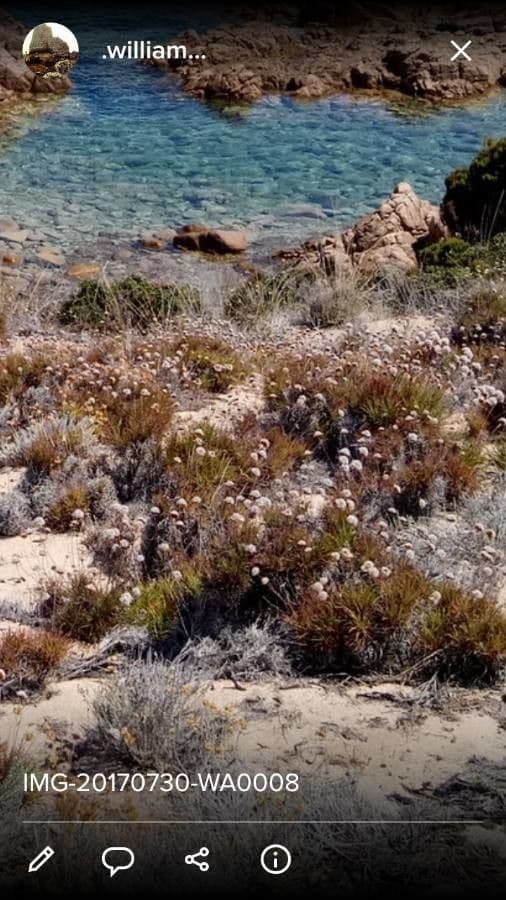 Armeria sarda 5
