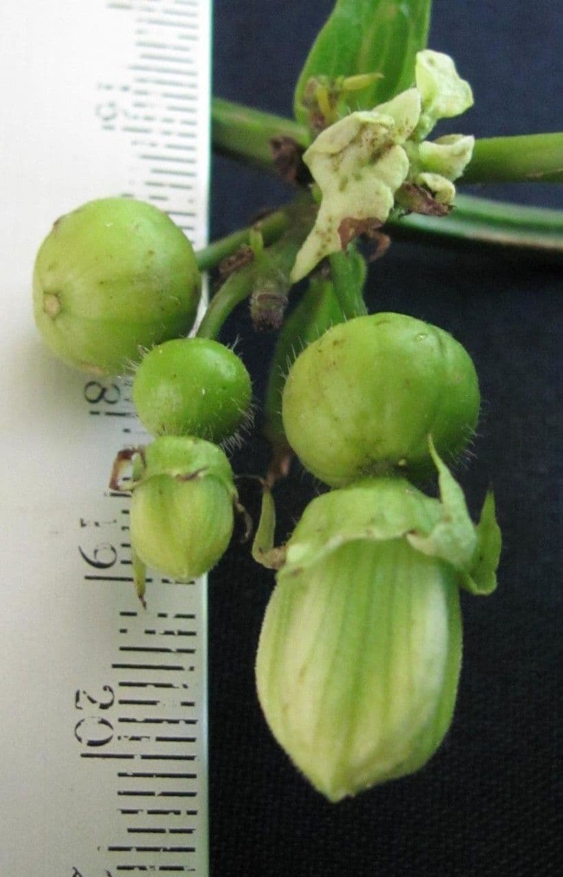 Cayaponia
