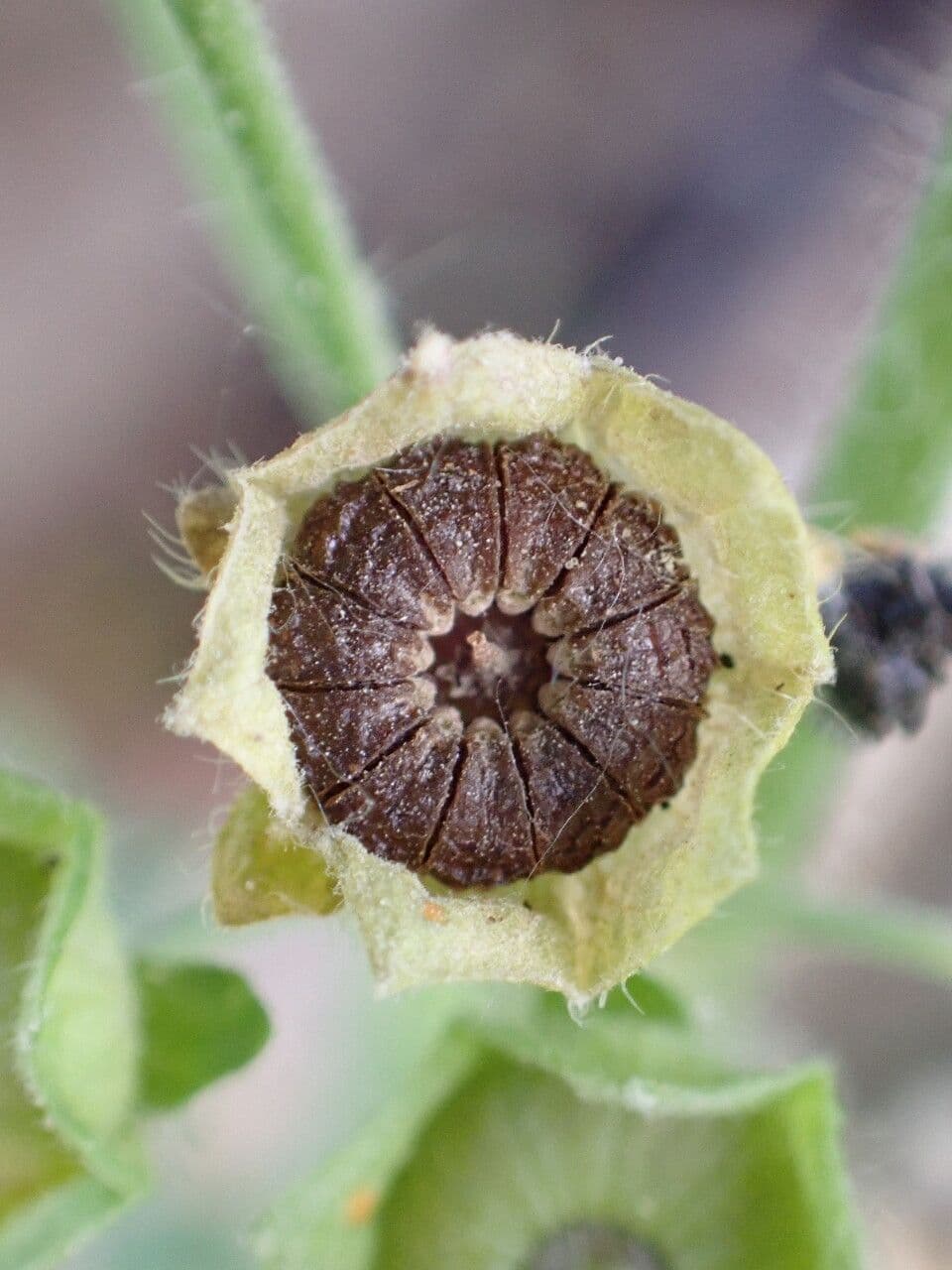 Malva selvatica 2