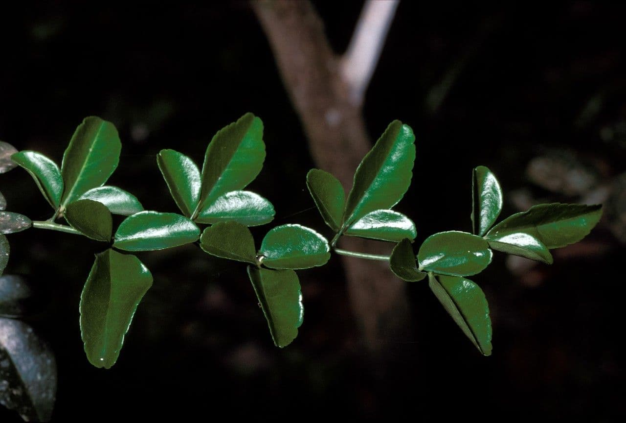 Triphasia trifogliata 12