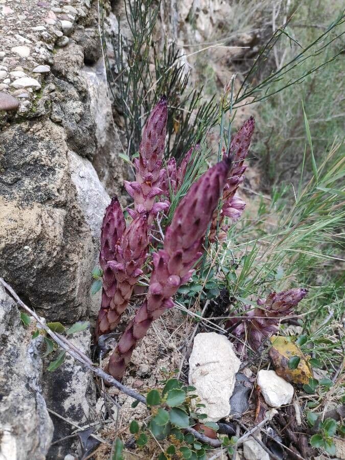Orobanche a squame larghe 6