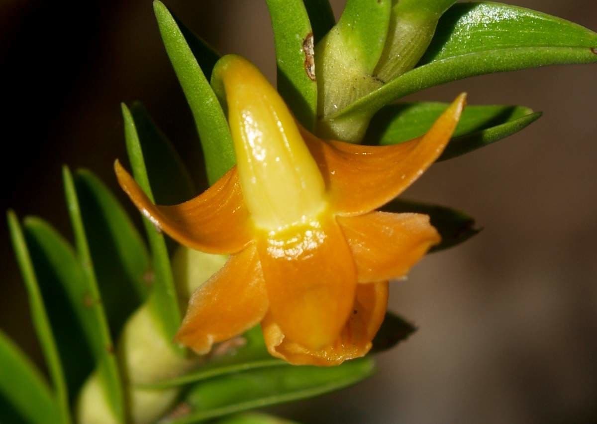 Dendrobium 4