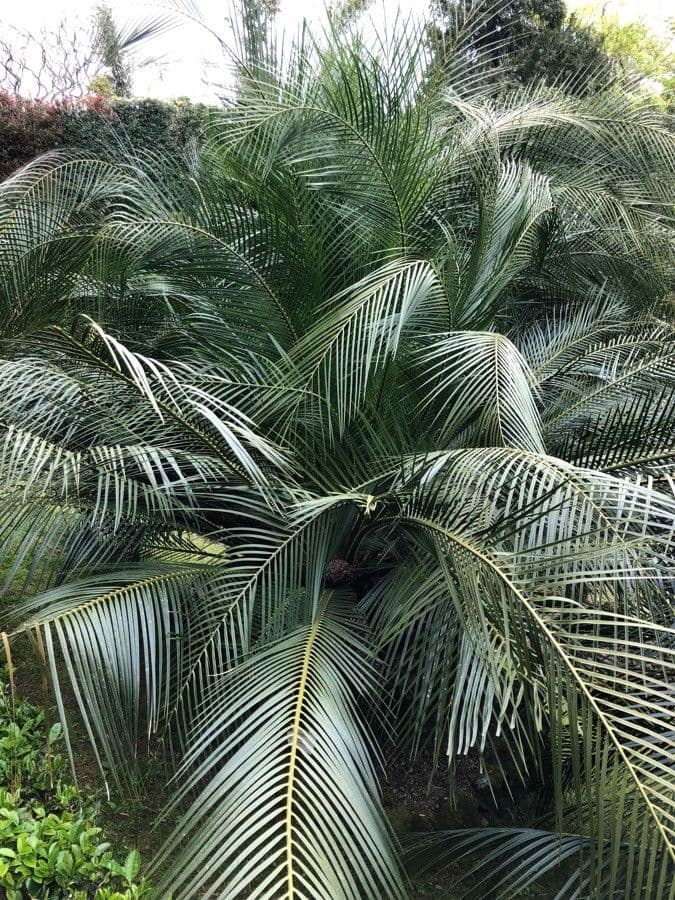 Macrozamia 7