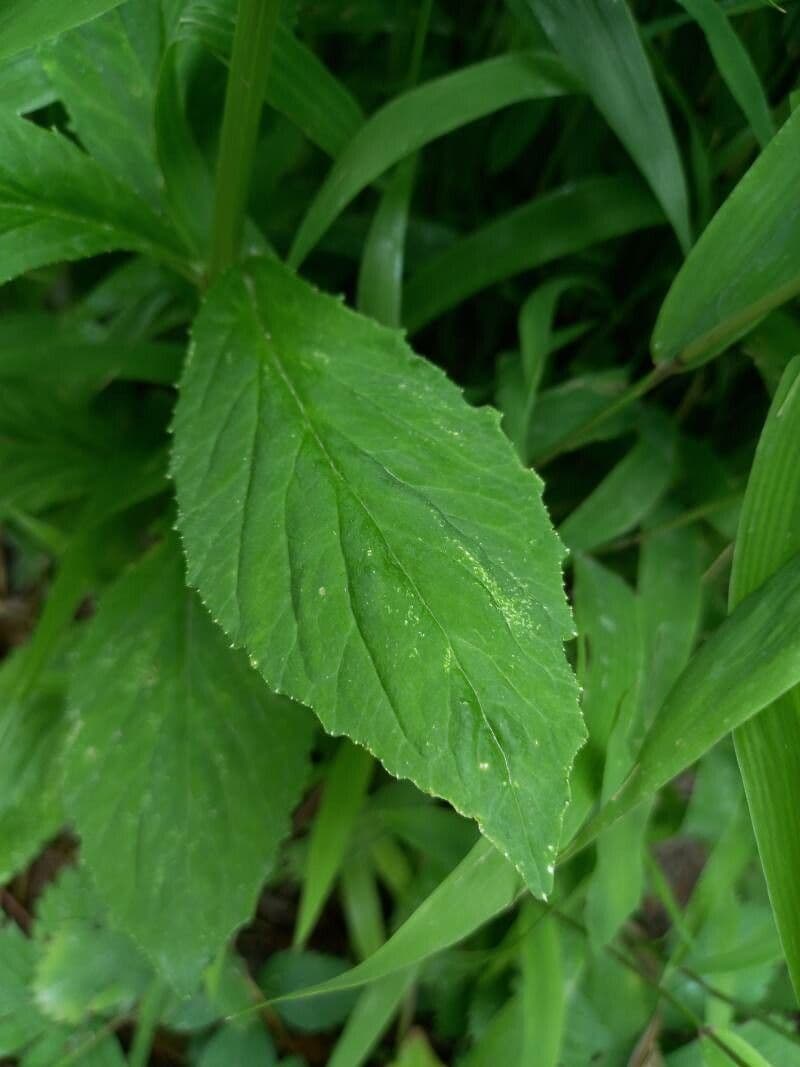 Lobelia blu 16