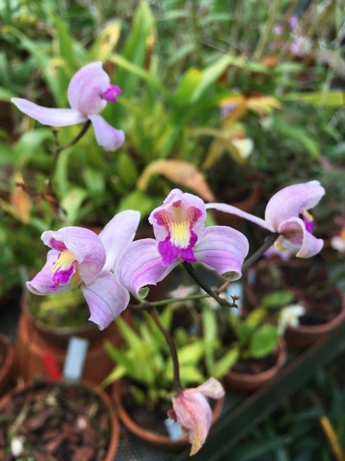 Bletia purpurea 2