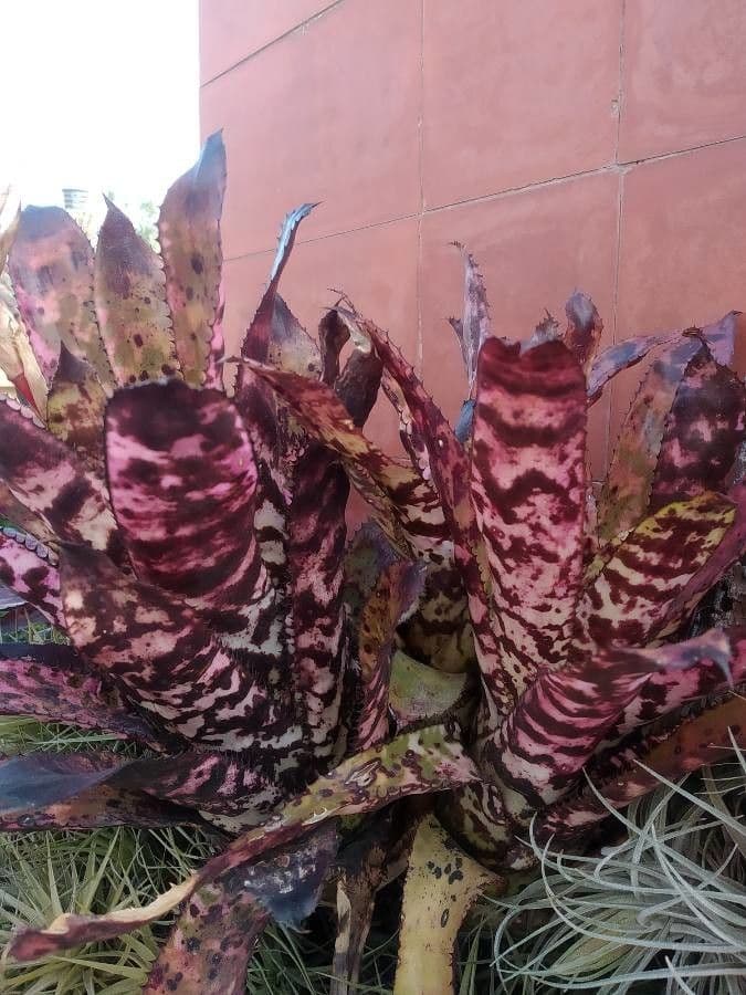 Aechmea 9