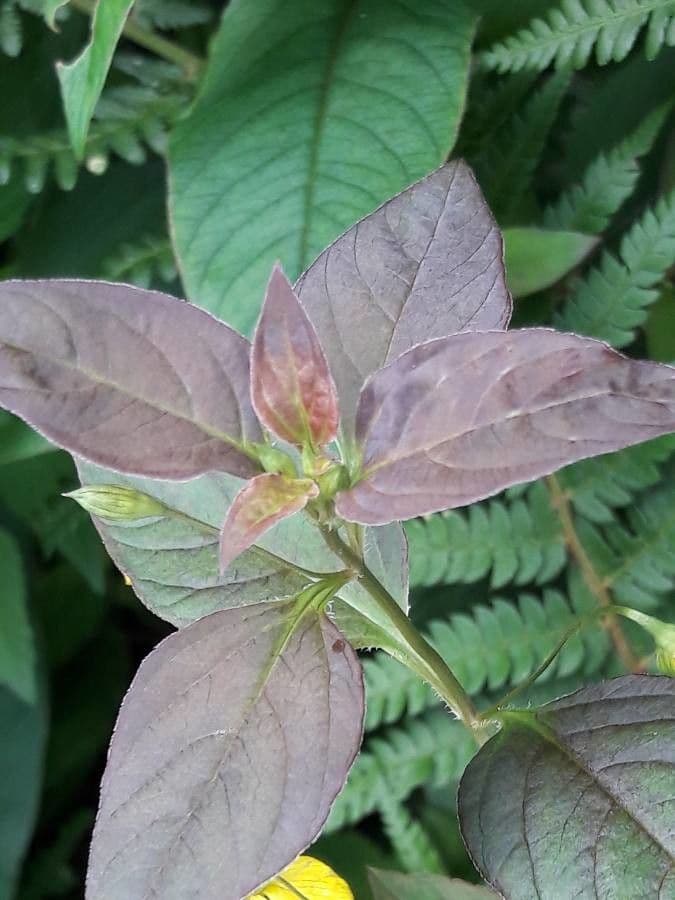 Lisimachia ciliata 16