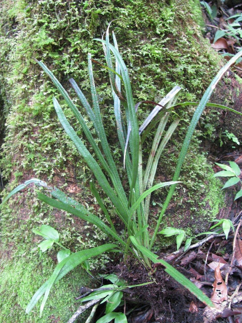 Campyloneurum 5