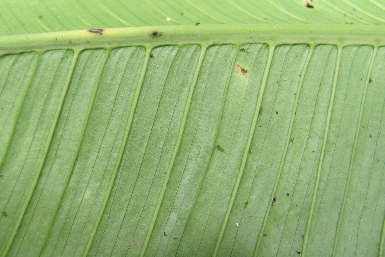 Rhodospatha 8