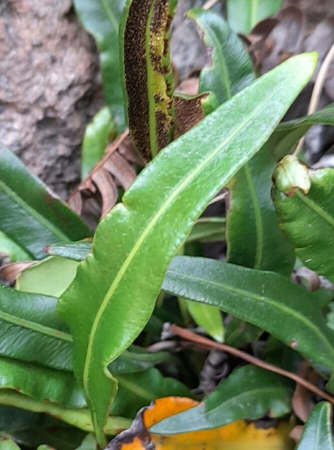 Elaphoglossum 3
