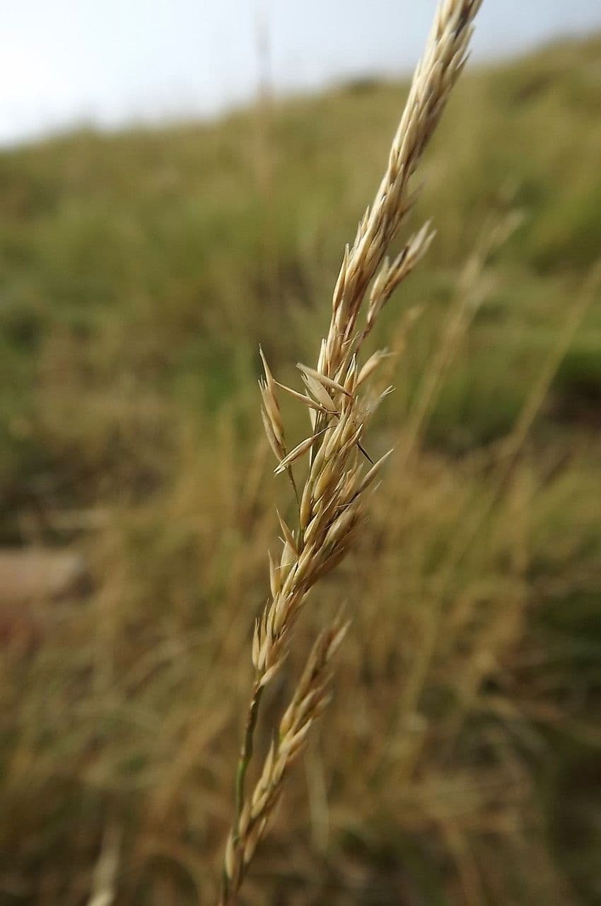 Agrostis curtisii 4