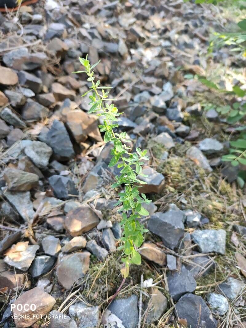 Crocettona glabra 10