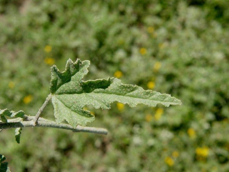 Malva lanza 16