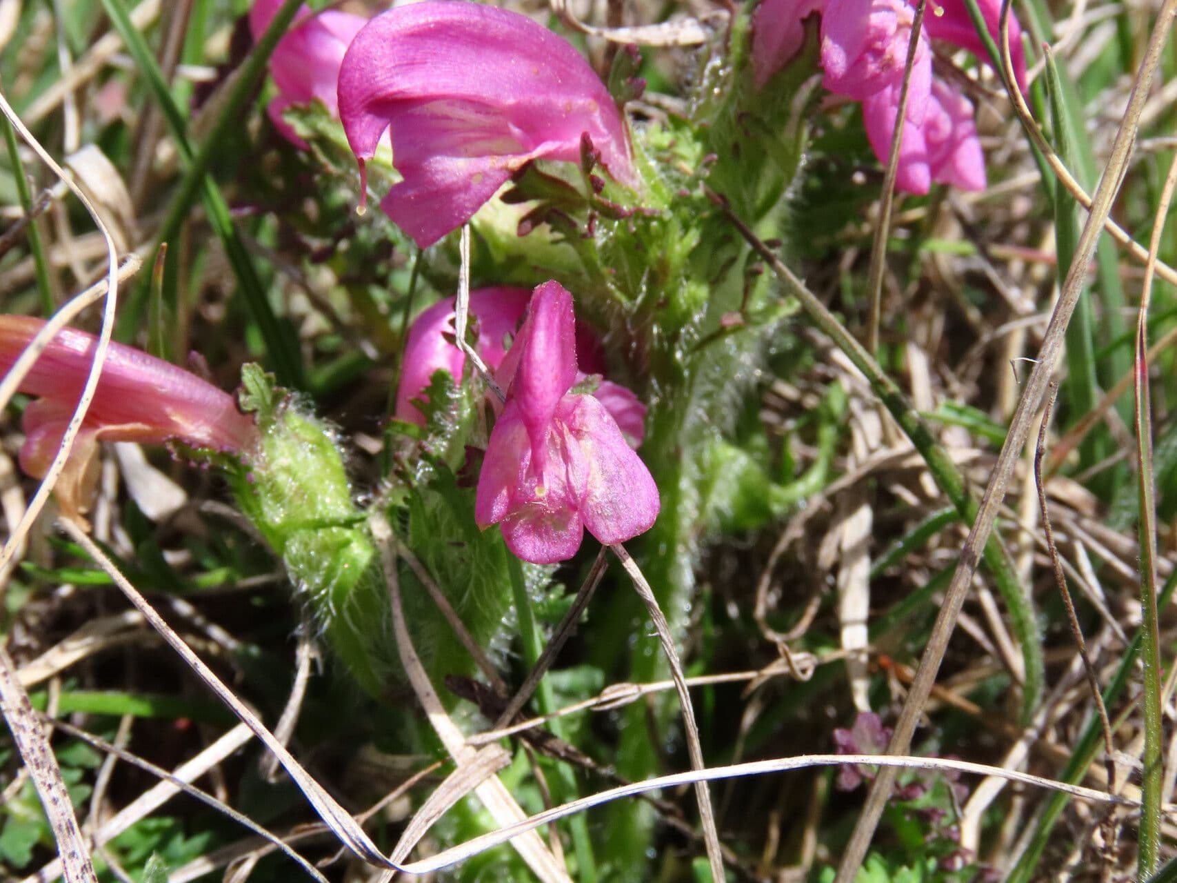 Pedicularis 2