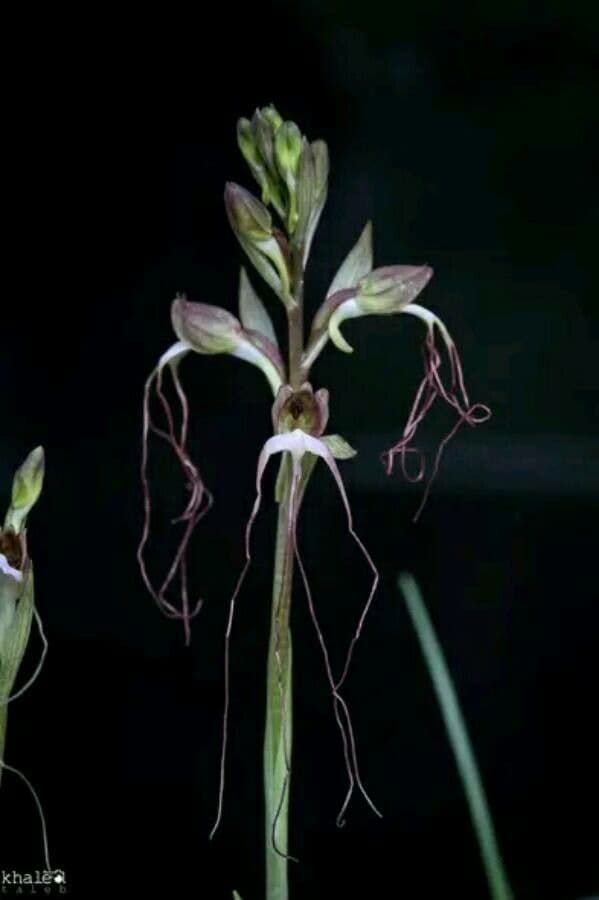 Himantoglossum