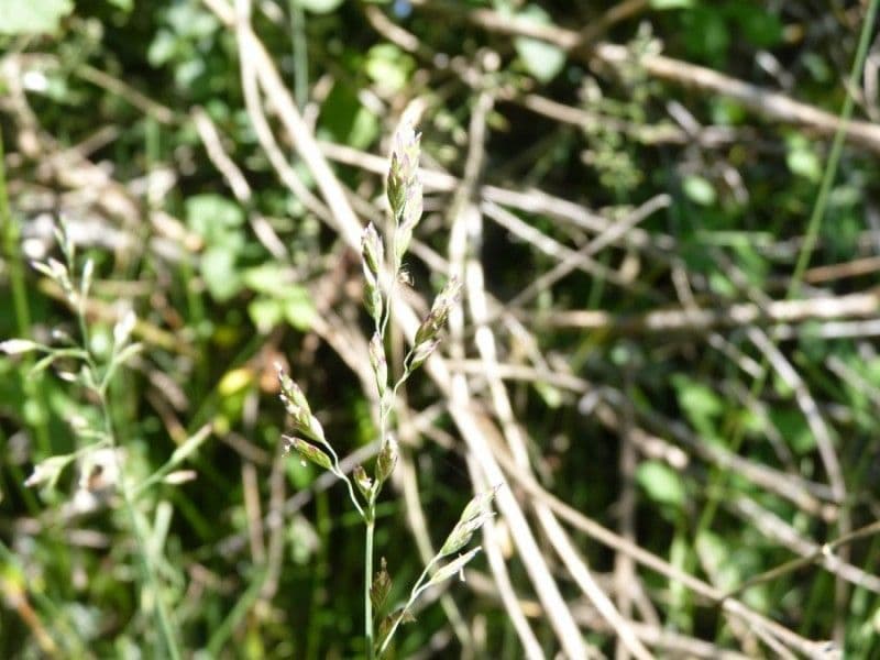Fienarola compressa 14