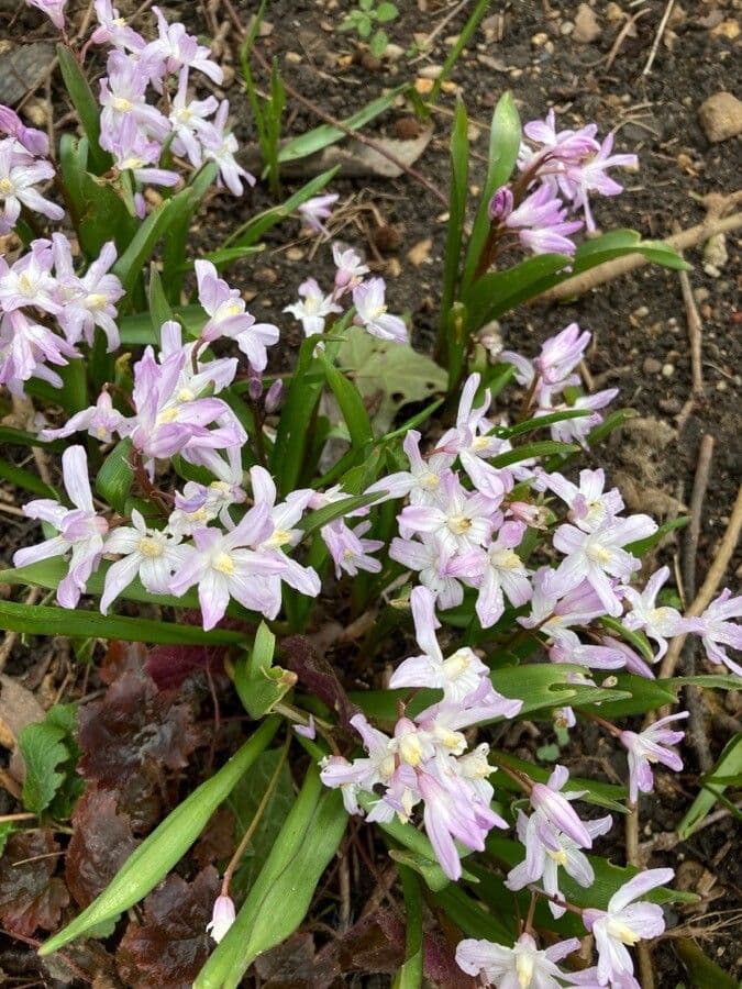 Scilla Forbesa