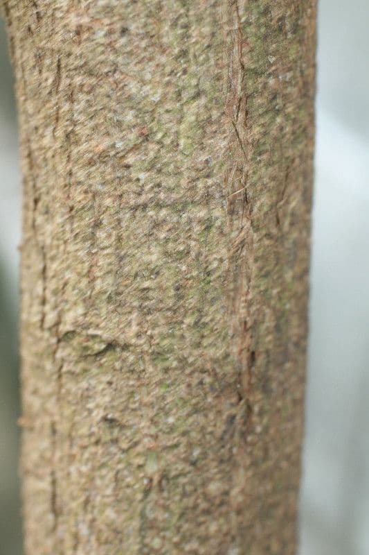 Baumwollbaum 22