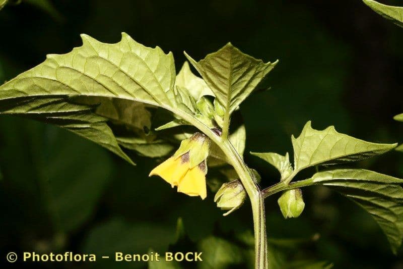 Moruše physalis 17