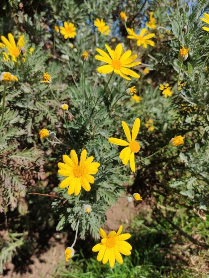 Euryops 25