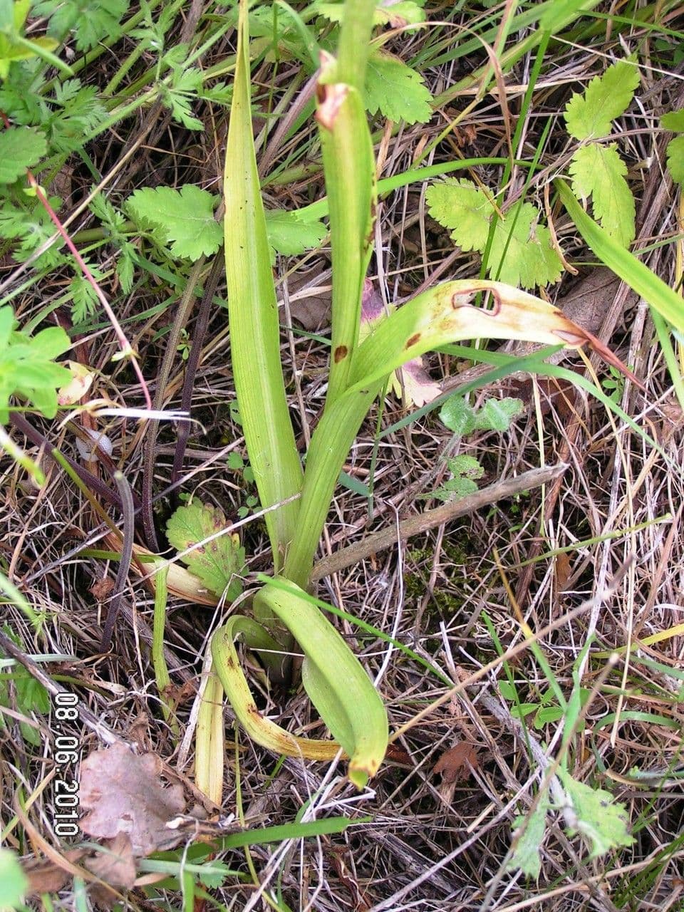Orchis pyramidal 16
