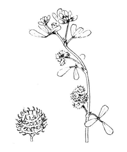 Erba medica minima 27