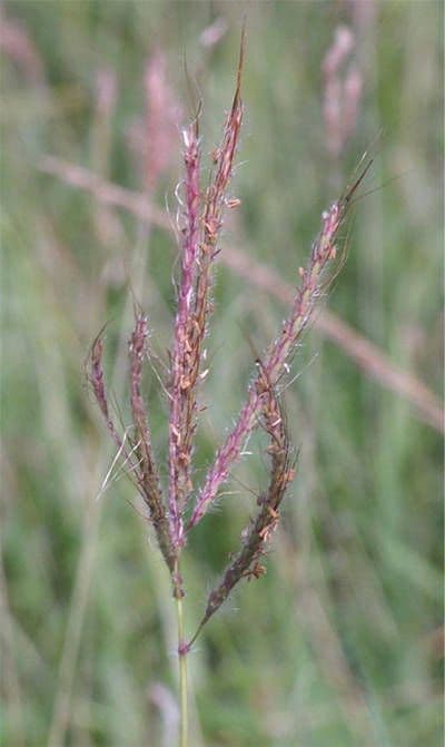 Dichanthium annulatum 4
