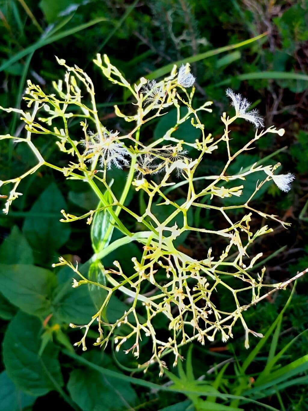 Dwarf valerian