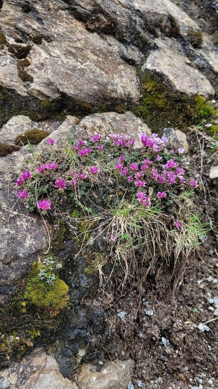 Sassifraga retusa 9