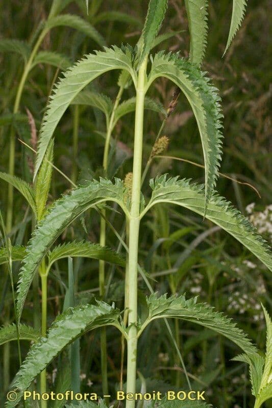 Verónica de hoja larga 22