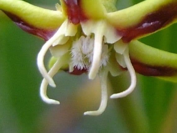 Periploca laevigata 6