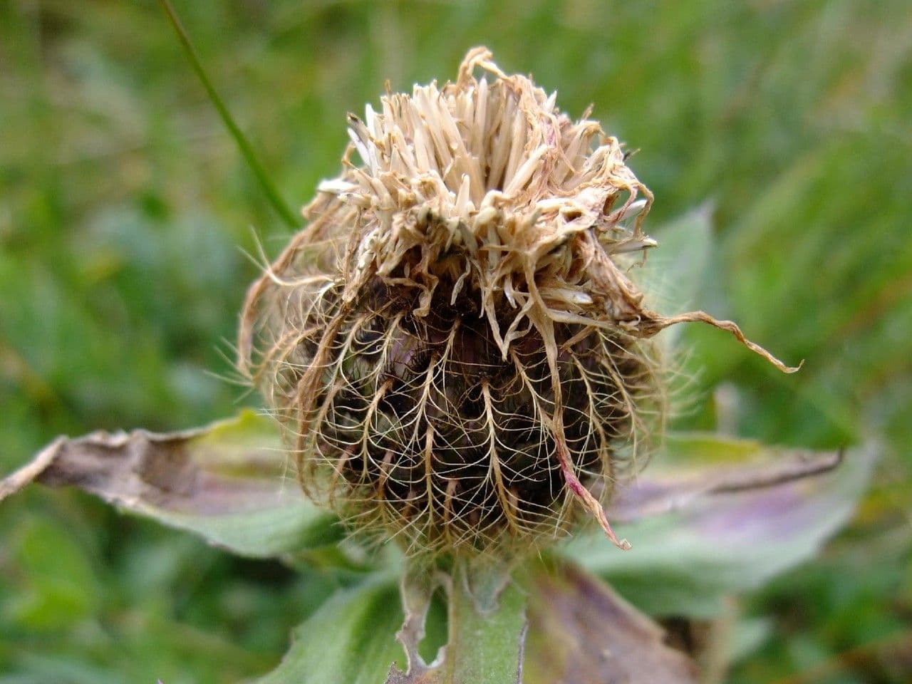Centaurea nervée