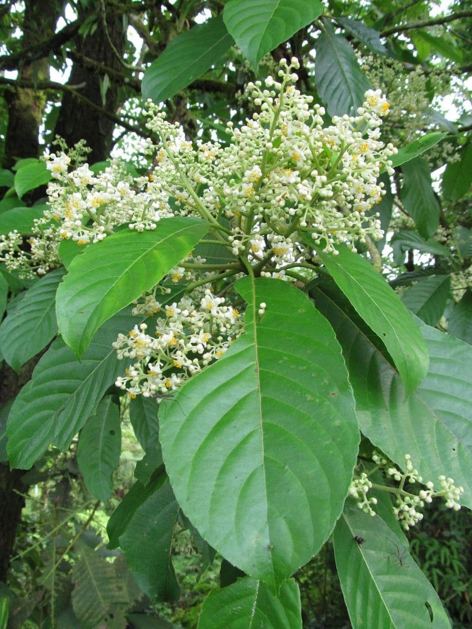 Saurauia 20