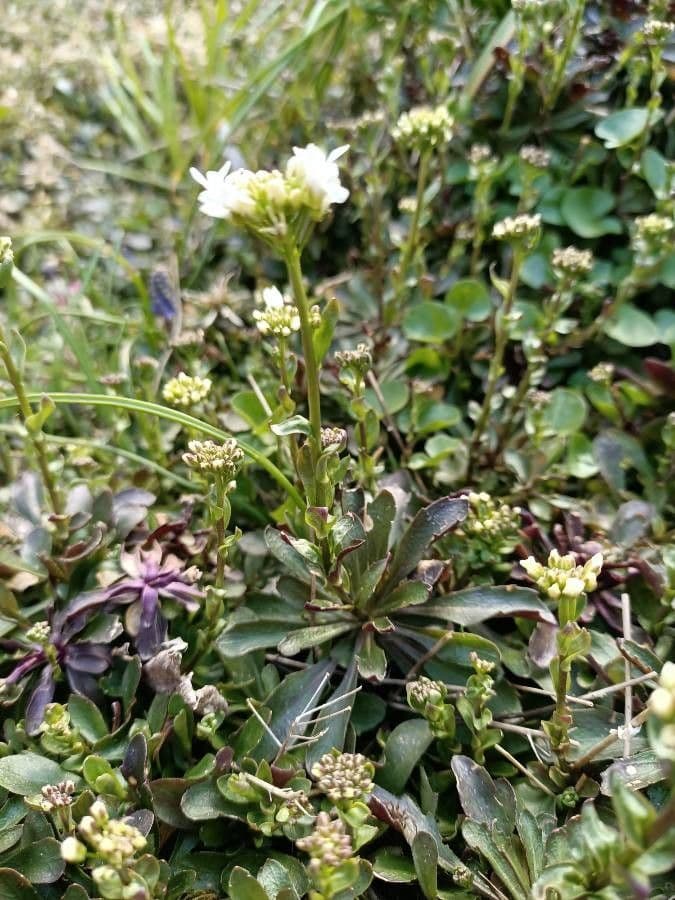 Iberis ciliata 6