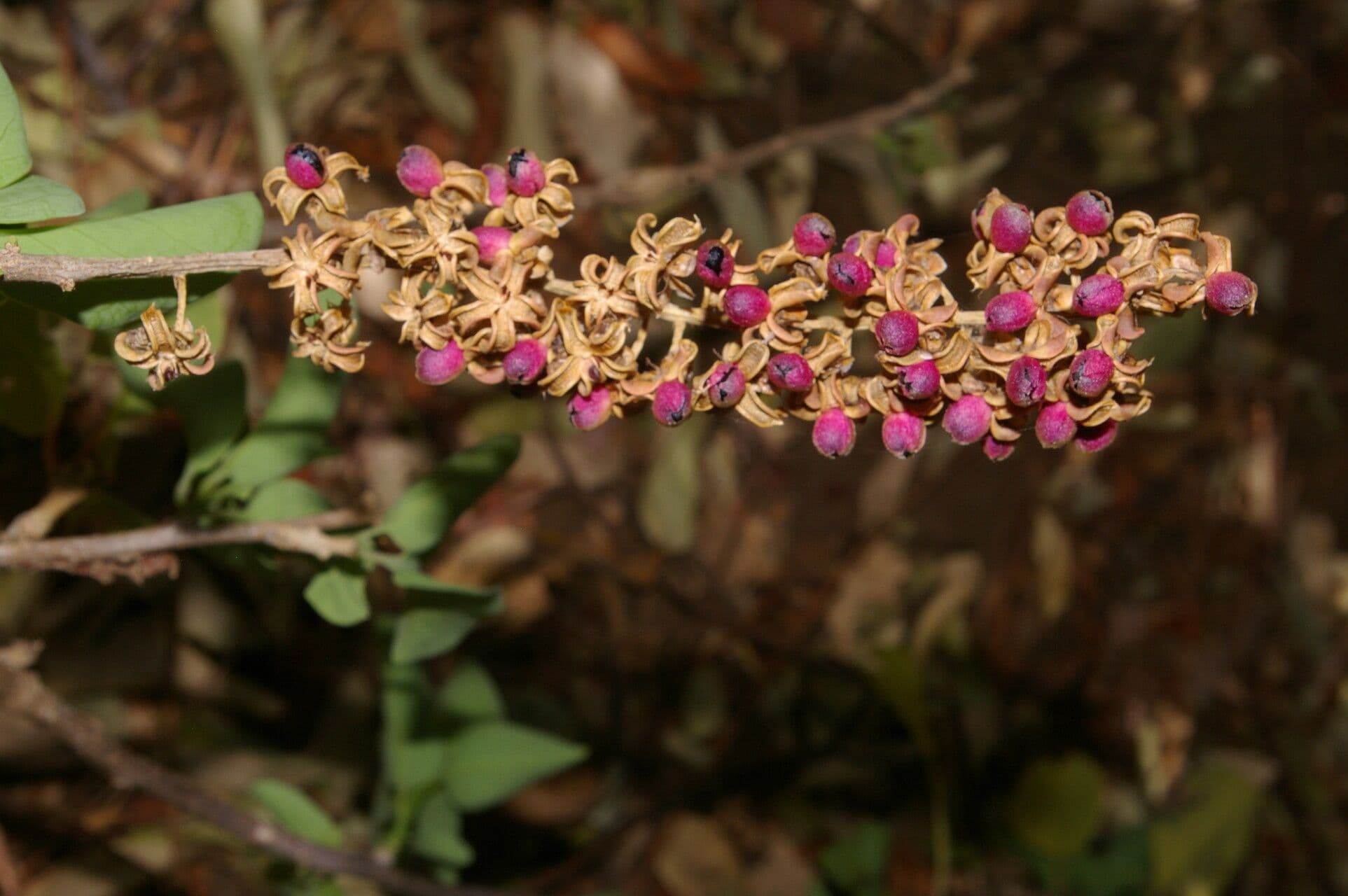 Stegnosperma 6
