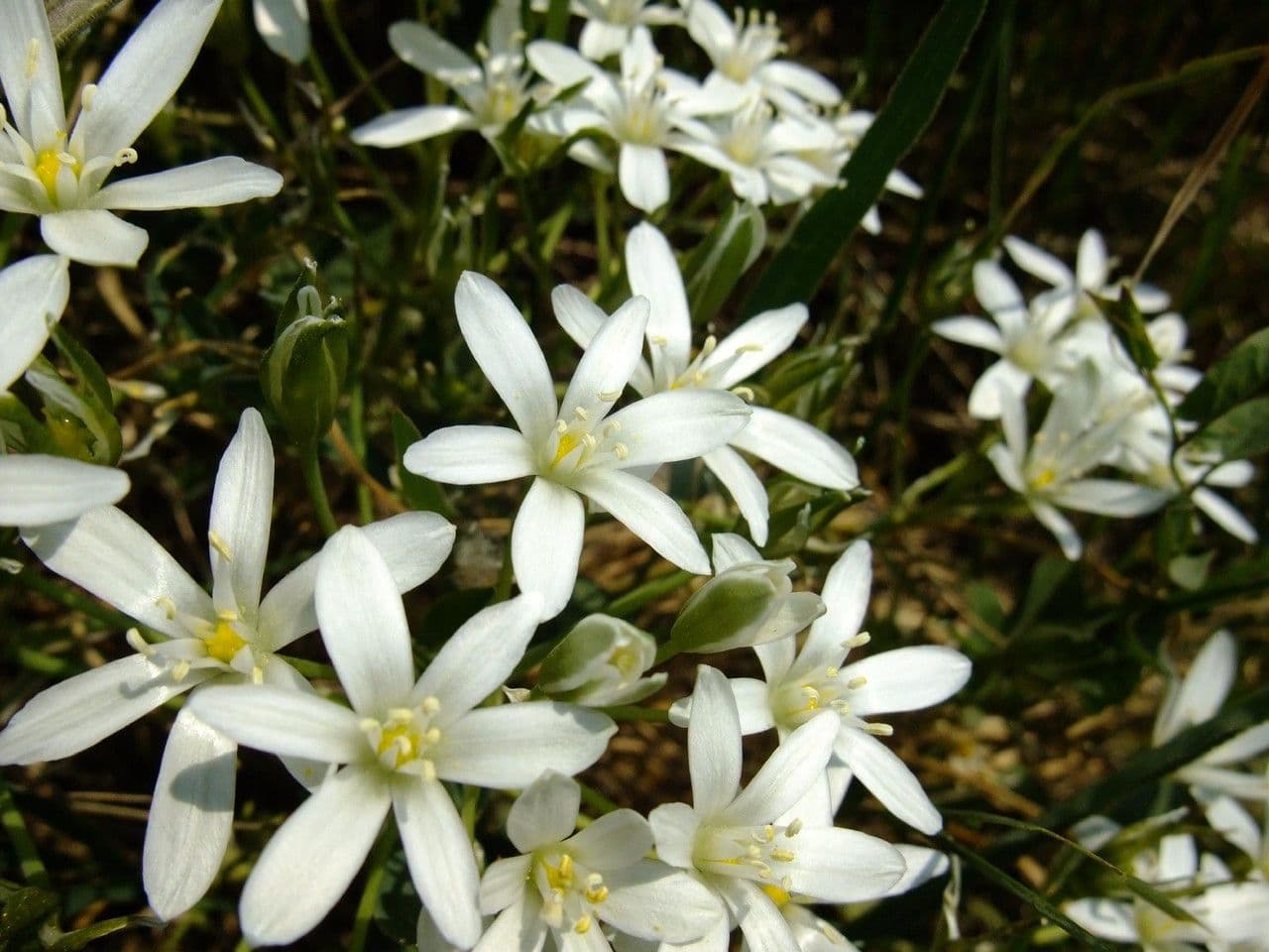 Ornithogalum gussonei 2