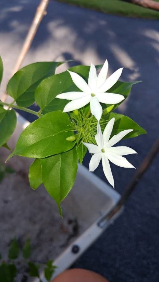 Großblütiger Jasmin 28