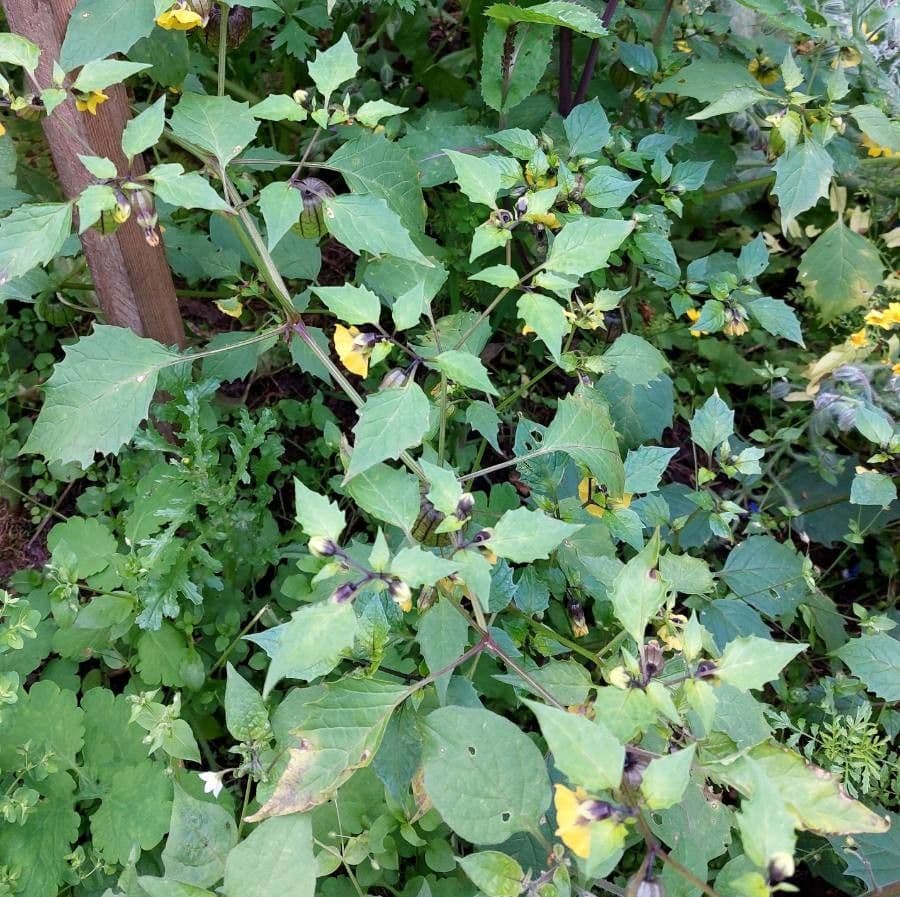 Tomatillo 16