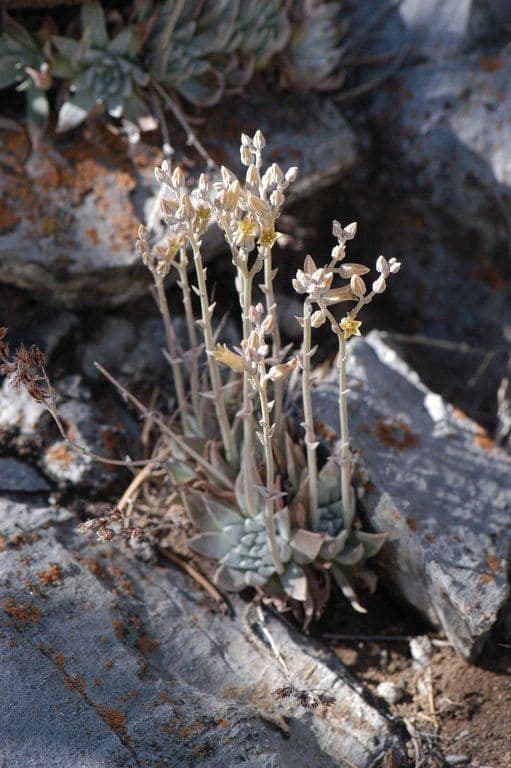Dudleya 8