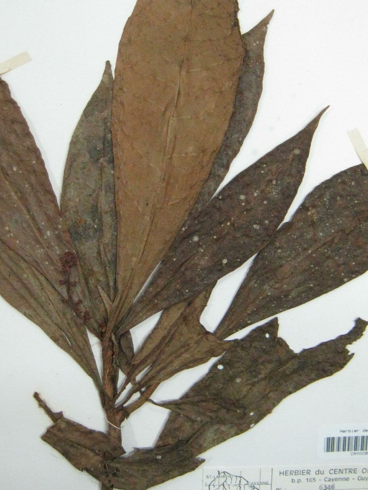 Cybianthus 2