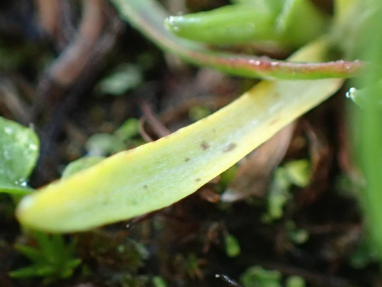 Gnaphalium nano 3