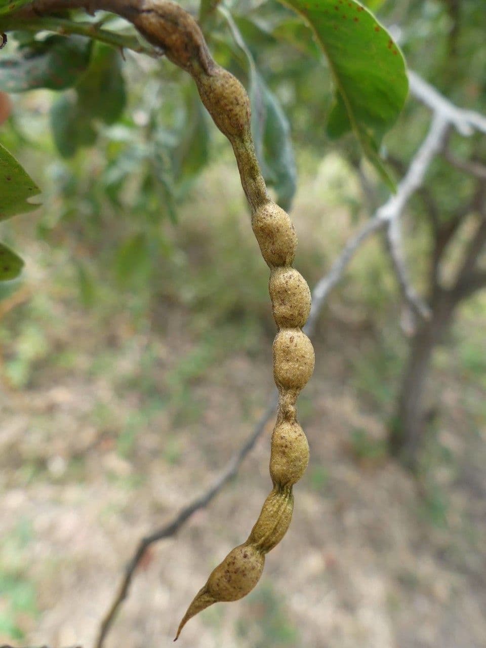 Indaco 3
