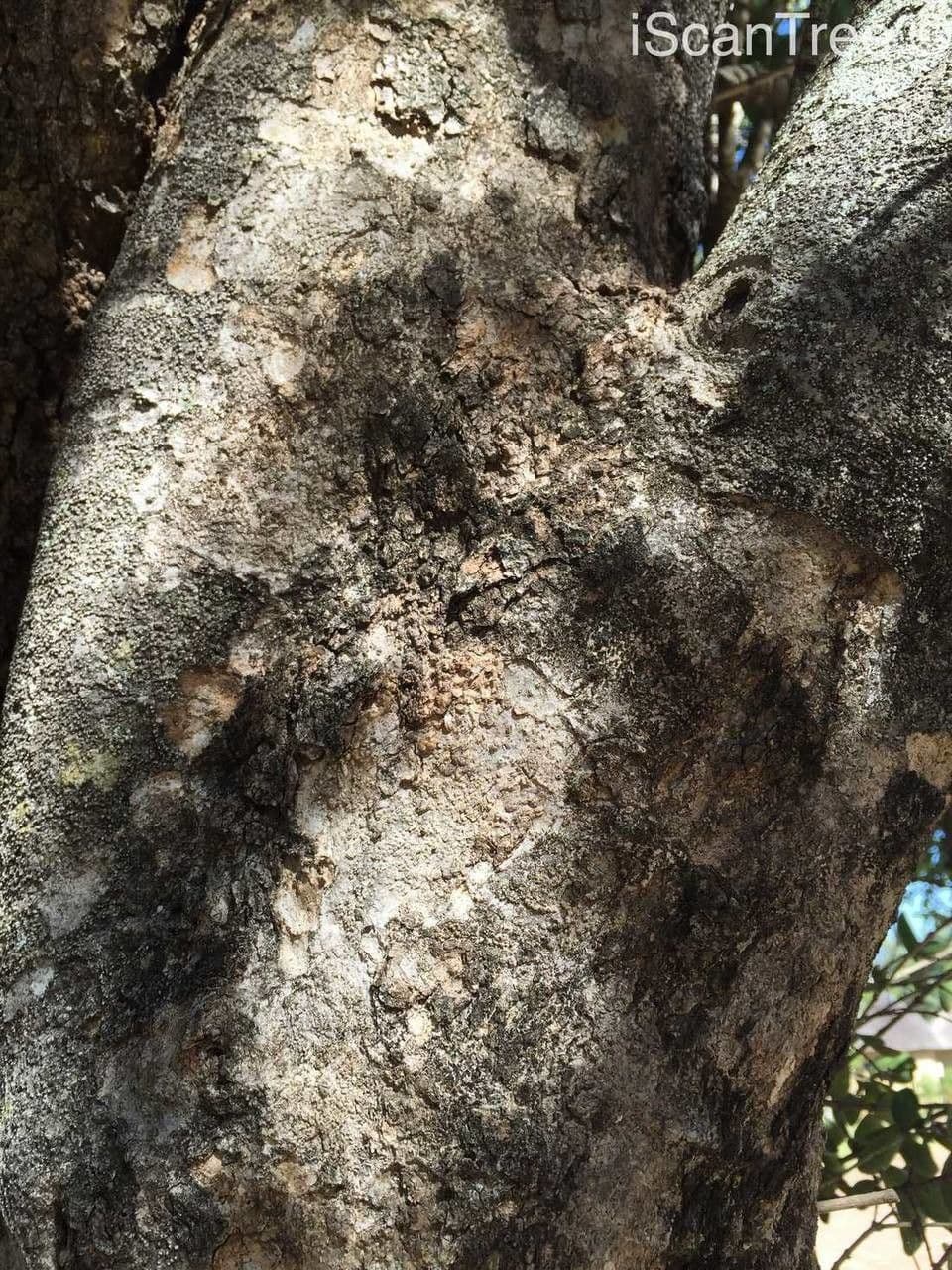 Brechnuss madagaskarische 18