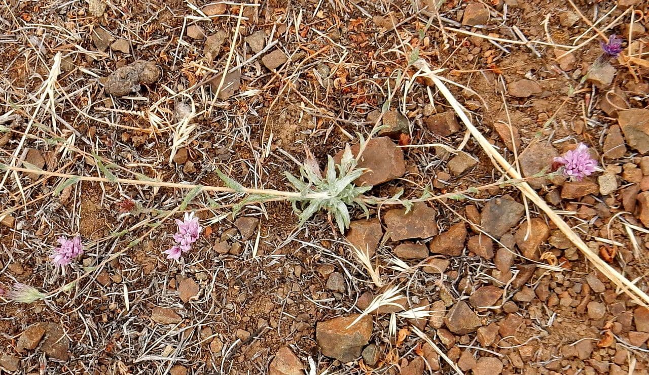 Lessingia lanuginosa 7