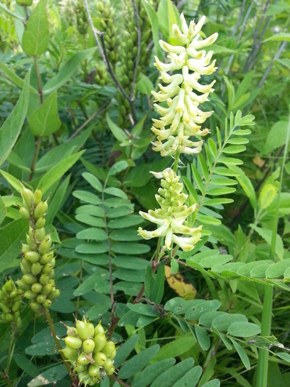 Astragalo canadese 8