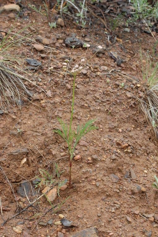 Lomatium di Engelmann 8