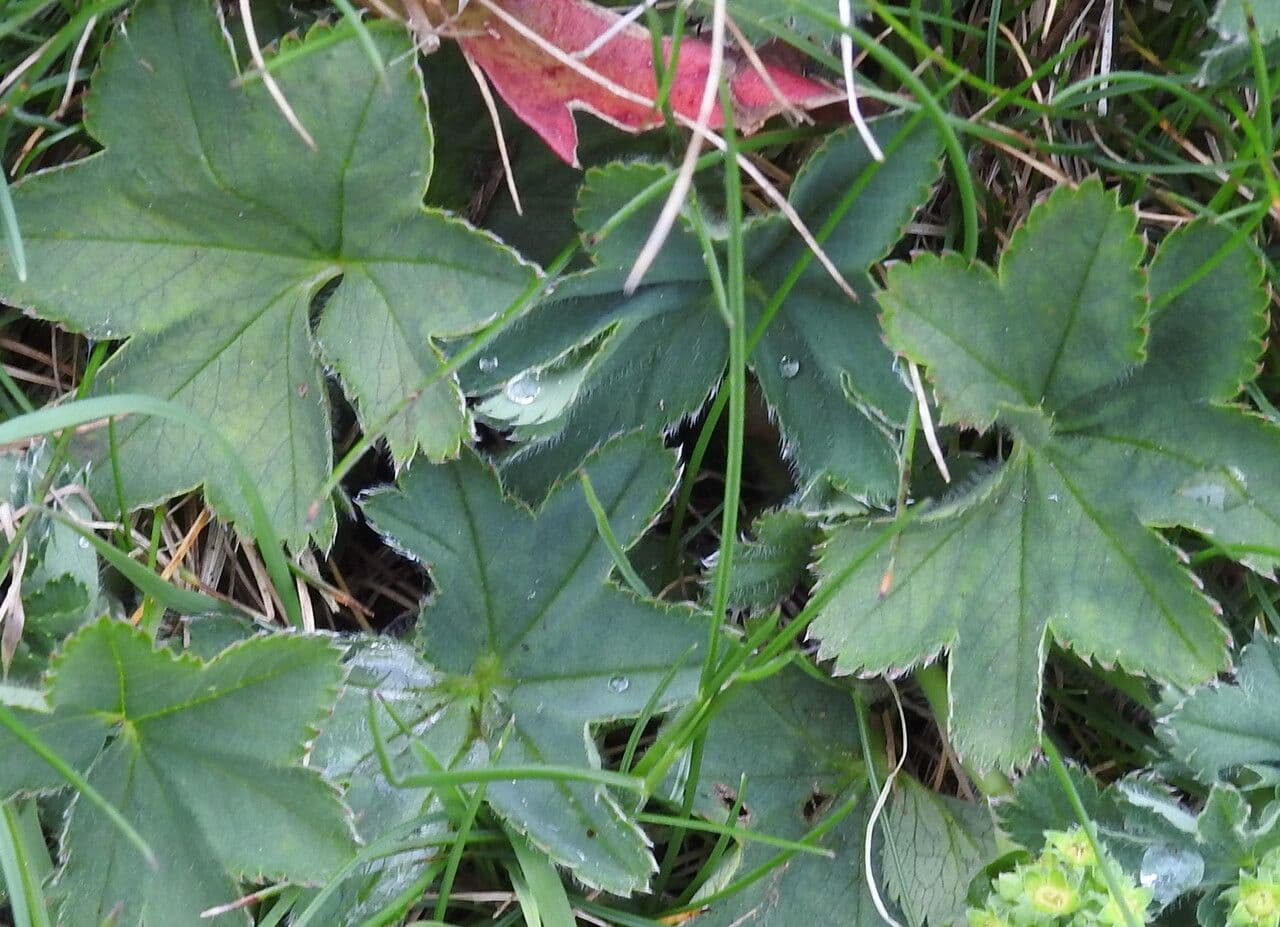 Alchemilla ibrida 5