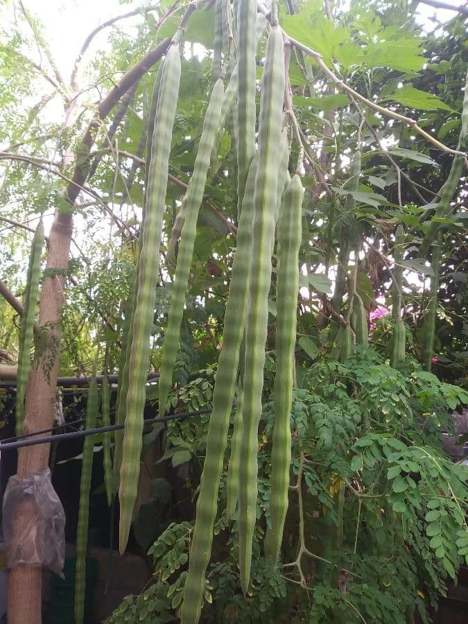 Moringa 3