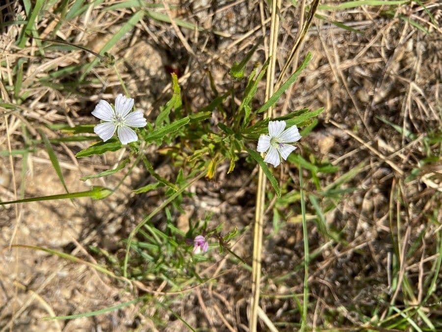 Schmalblättrige Monsonia 8